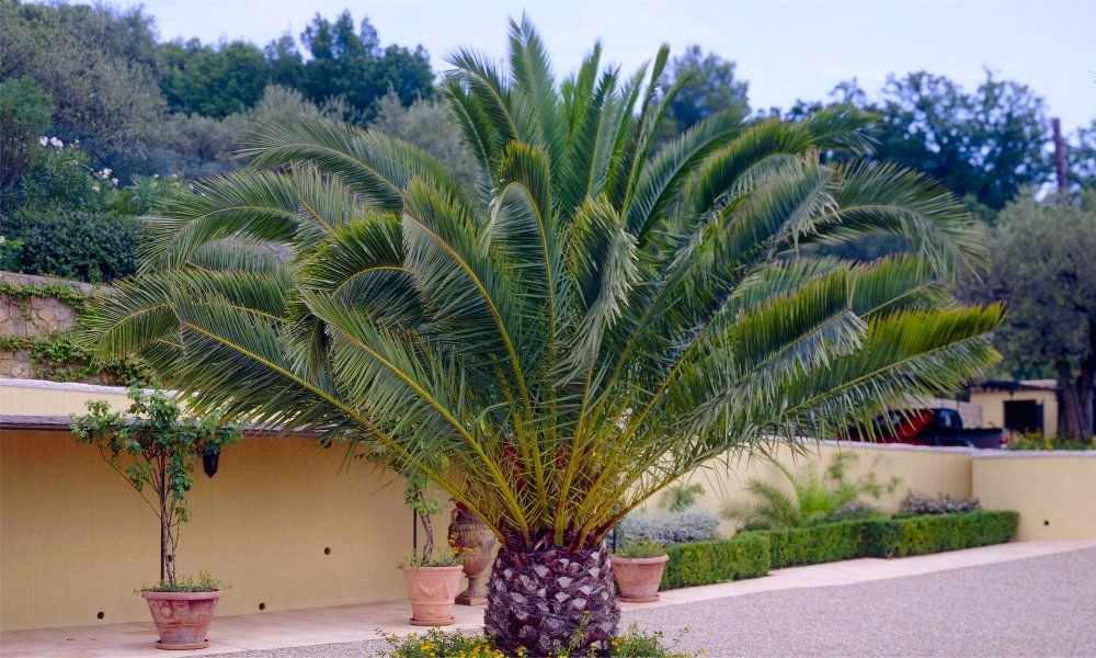 XXXL Giant Phoenix Canariensis - Canary Island Date Palm - EXTRA LARGE PATIO PALM TREES 220-290cm - Image 3