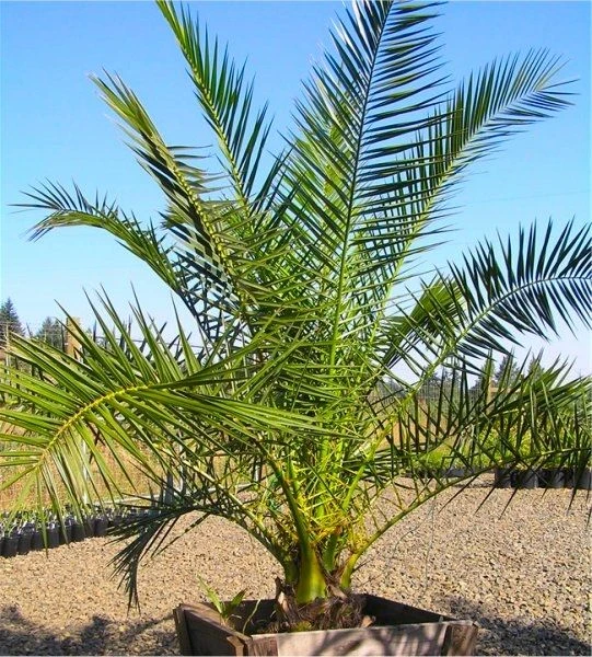 XXXL Giant Phoenix Canariensis - Canary Island Date Palm - EXTRA LARGE PATIO PALM TREES 220-290cm