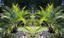 Pair Of 3-4ft Canary Island Phoenix Date Palms - Perfect For Patio Planters