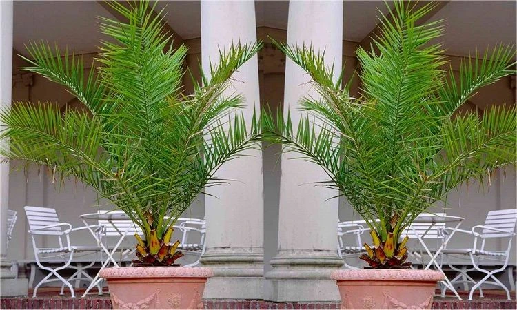 XXXL Giant Phoenix Canariensis - Canary Island Date Palm - EXTRA LARGE PATIO PALM TREES 220-290cm - Image 5