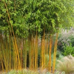 Phyllostachys Aurea Aureocaulis - Yellow-Groove Bamboo - 150-180cm