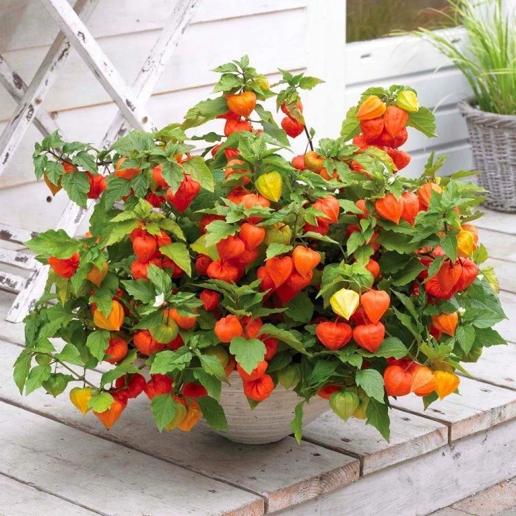 Chinese Lantern Plants - Physalis Alkekengi Var. Franchetii - Pack Of THREE
