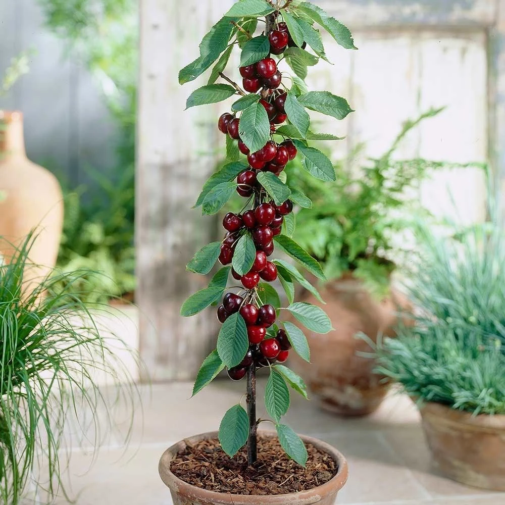 Dwarf Patio PILLAR Fruit Trees Mini Orchard Collection - 6 Different Trees - Image 10