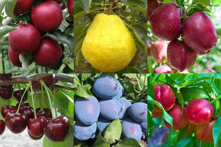 Dwarf Patio PILLAR Fruit Trees Mini Orchard Collection - 6 Different Trees - Image 2