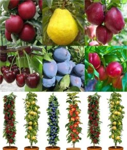Dwarf Patio PILLAR Fruit Trees Mini Orchard Collection - 6 Different Trees