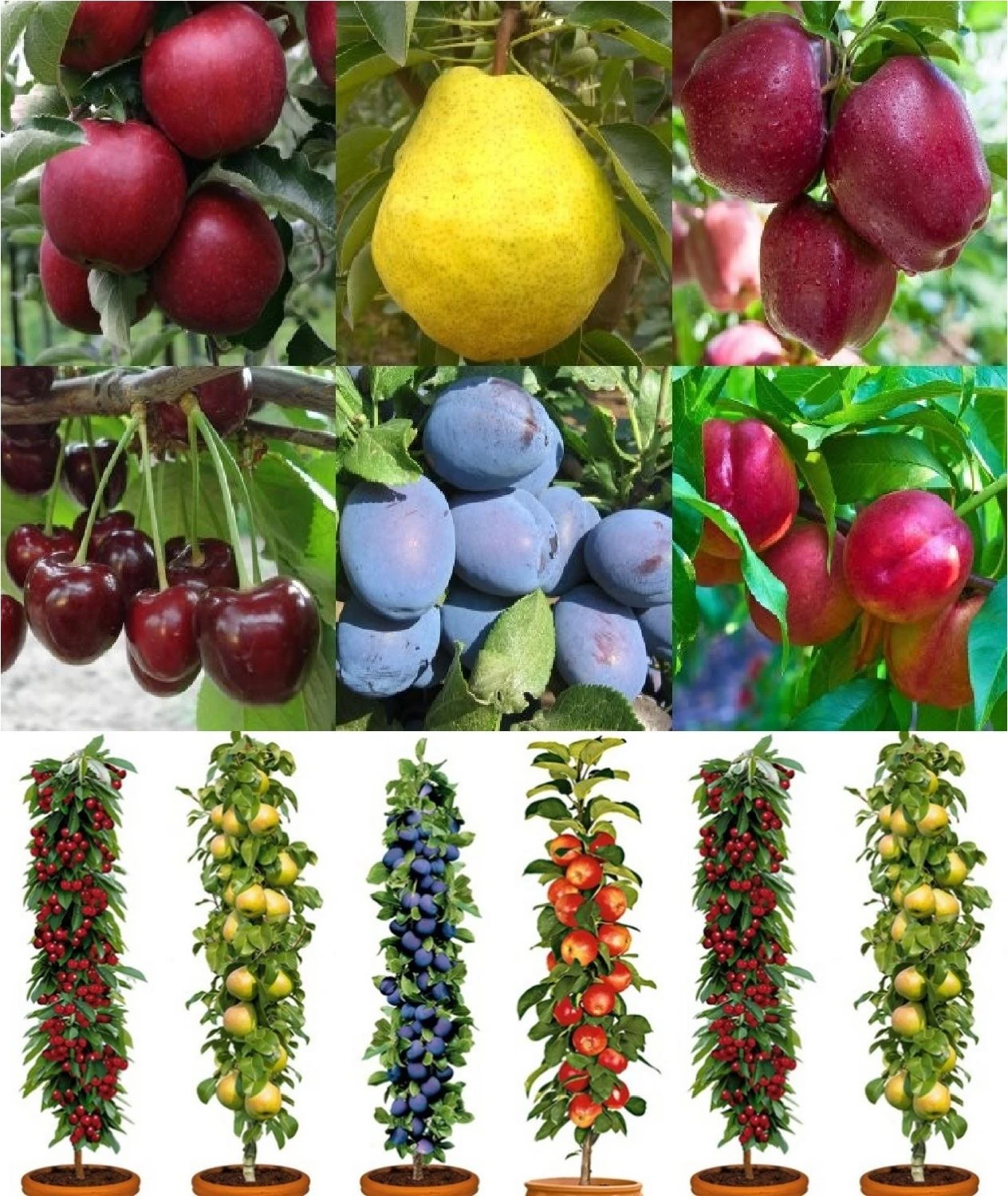 Dwarf Patio PILLAR Fruit Trees Mini Orchard Collection - 6 Different Trees