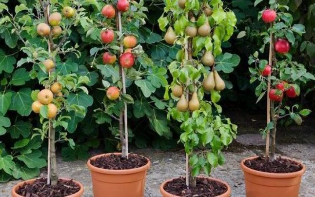 Dwarf Patio PILLAR Fruit Trees Mini Orchard Collection - 6 Different Trees - Image 9