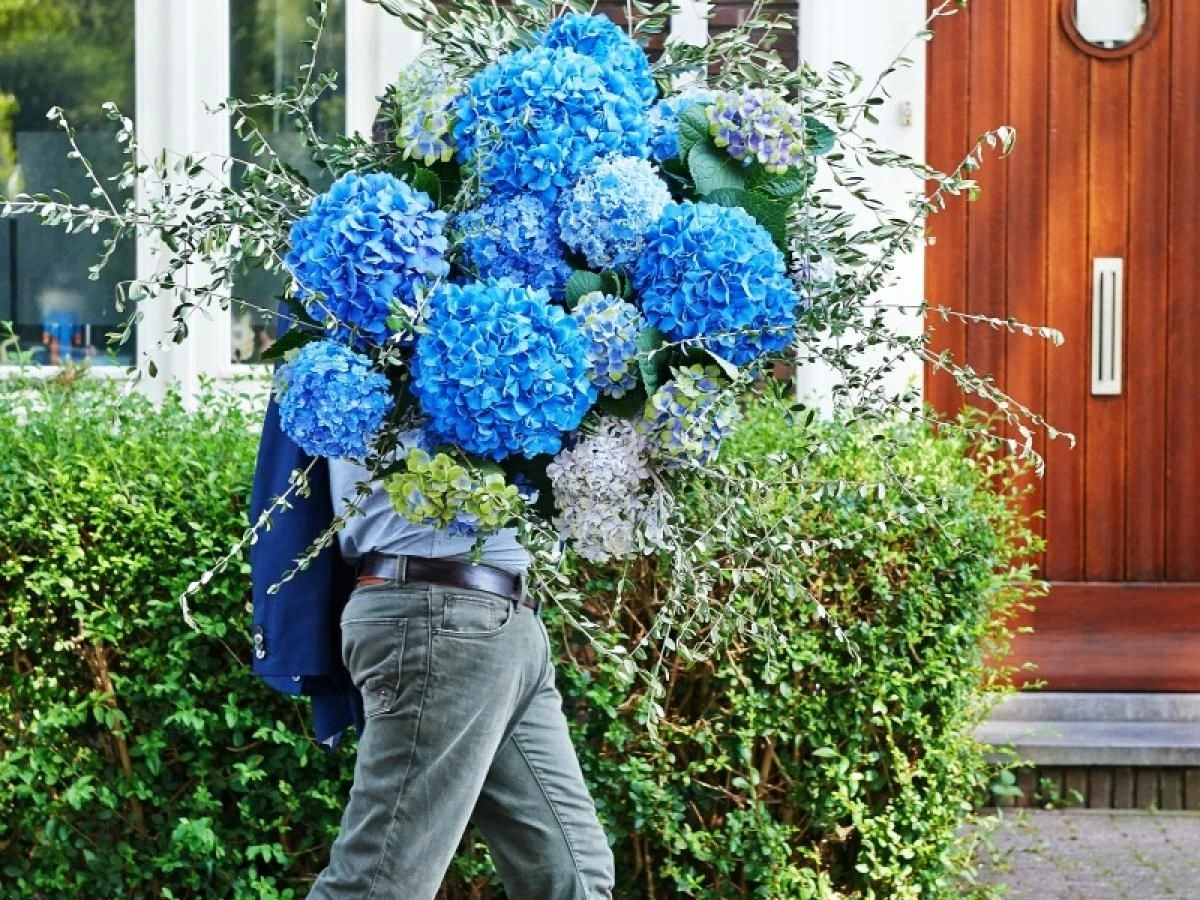 GIANT BLUE MOPHEAD Hydrangea Macrophylla Pimpernel - Large Flowered Mophead Hydrangea - XXXL Plants - Image 4