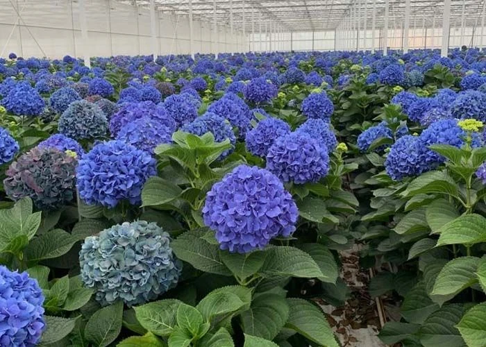 GIANT BLUE MOPHEAD Hydrangea Macrophylla Pimpernel - Large Flowered Mophead Hydrangea - XXXL Plants - Image 3