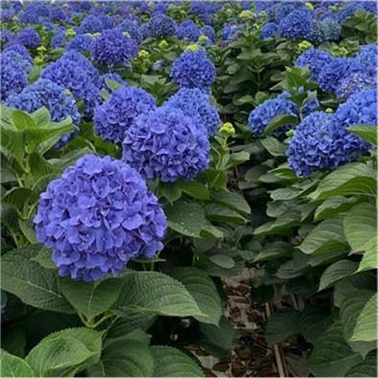 GIANT BLUE MOPHEAD Hydrangea Macrophylla Pimpernel - Large Flowered Mophead Hydrangea - XXXL Plants - Image 2