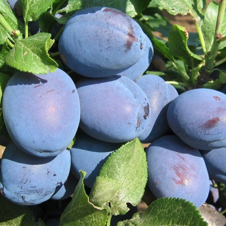 Dwarf Patio PILLAR Fruit Trees Mini Orchard Collection - 6 Different Trees - Image 4