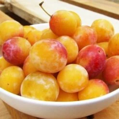 Patio Fruit Tree - Compact Plum Tree Mirabelle De Nancy