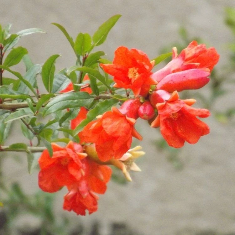 LARGE Hardy 1.6-1.8m Pomegranate Tree - Punica Granatum 'Valencia' Specimen - Grow Your Own Juicy Superfruits! - Image 3