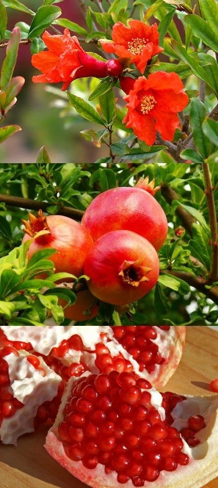 LARGE Hardy 1.6-1.8m Pomegranate Tree - Punica Granatum 'Valencia' Specimen - Grow Your Own Juicy Superfruits! - Image 5