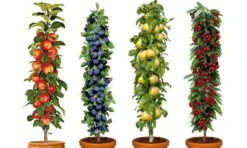 PRE-ORDER: Four Pot Grown Dwarf Patio PILLAR Fruit Trees Mini Orchard