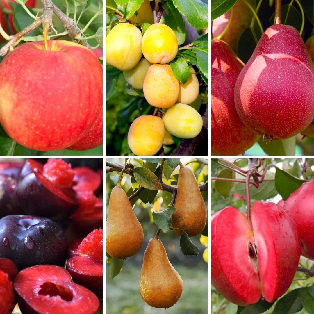Premium Speciality Chefs Selection For The Fruit Connoisseur - Fruit Tree Collection - Pack Of SIX