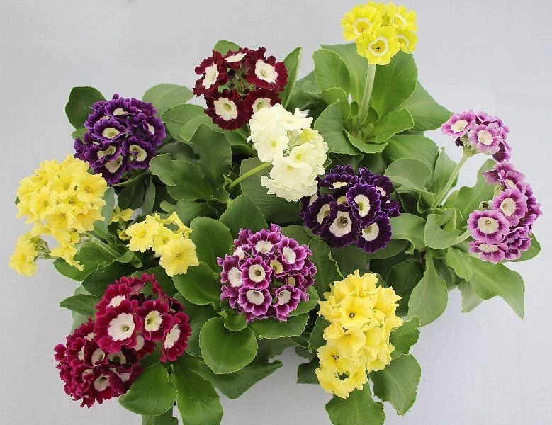Auricula Plant Collection - Pack Of THREE Plants - Image 5