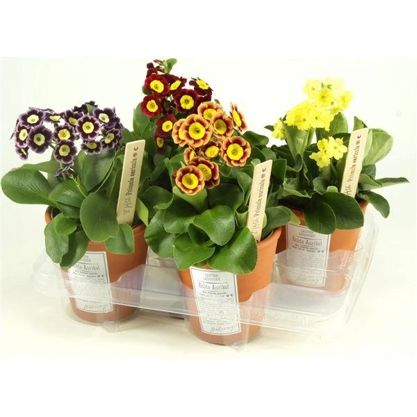 Auricula Plant Collection - Pack Of THREE Plants - Image 3