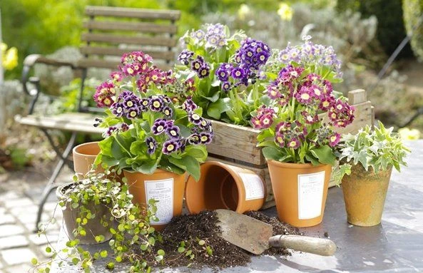 Auricula Plant Collection - Pack Of THREE Plants - Image 4