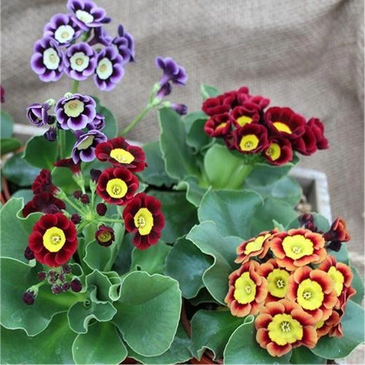 Auricula Plant Collection - Pack Of THREE Plants - Image 2
