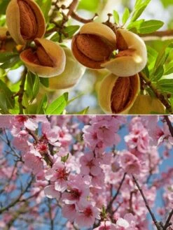 Almond Tree - Large Prunus Dulcis 'Robijn'