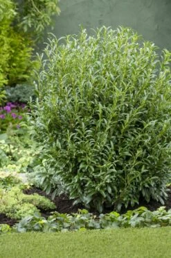 Prunus Laurocerasus Szofi (Sofia) - Hardy Dwarf Evergreen Laurel