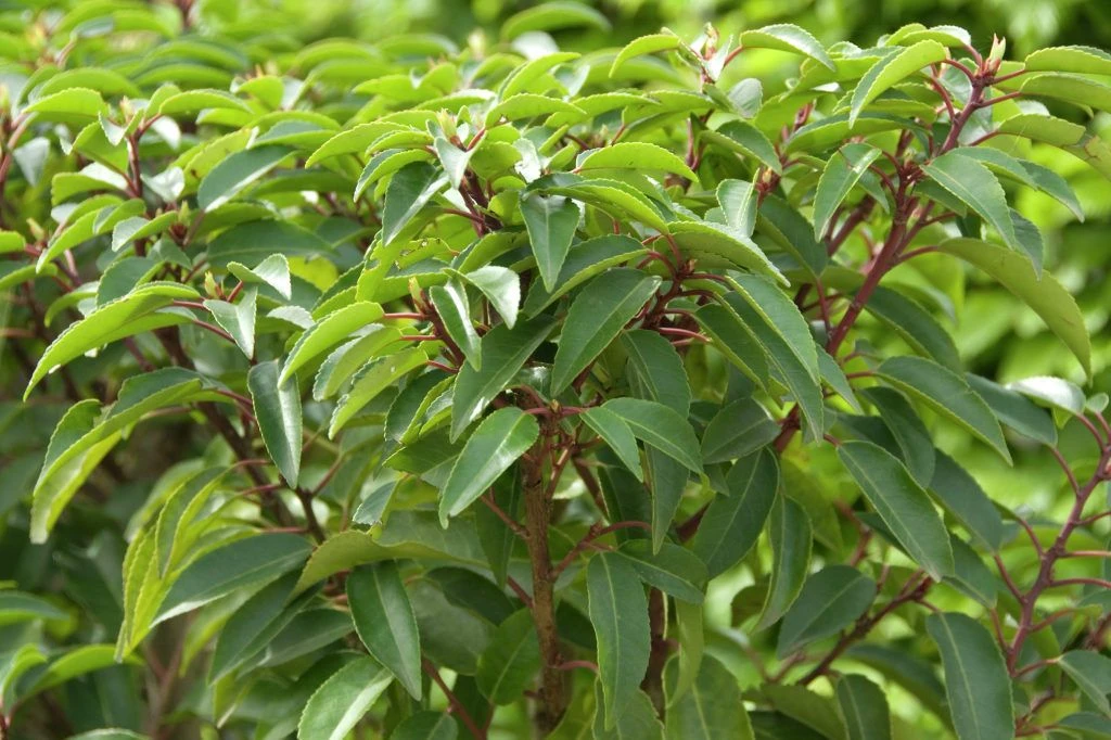 Prunus Lusitanica - Evergreen Portuguese Laurel - Pack Of TEN Plants