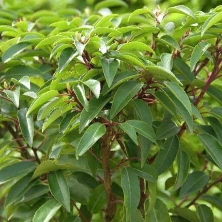 Prunus Lusitanica - Evergreen Portuguese Laurel - Pack Of TEN Plants - Image 3