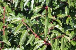 Prunus Lusitanica - Evergreen Portuguese Laurel Hedging - Large 120cm Plants