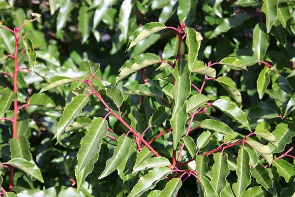 Prunus Lusitanica - Evergreen Portuguese Laurel - Pack Of TEN Plants - Image 2