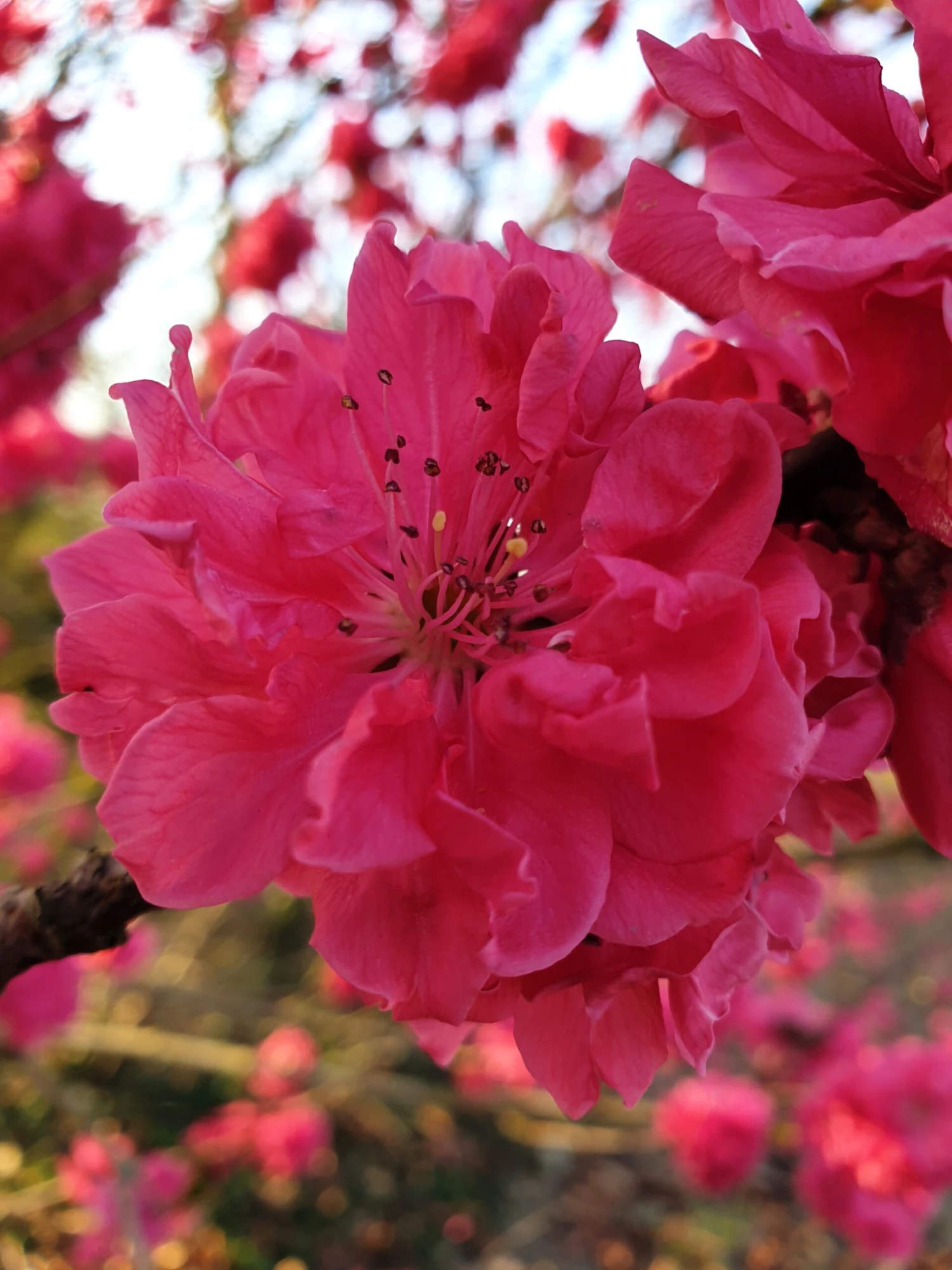 Prunus Persica Taoflora Red - Circa 150cms Tall - Image 4