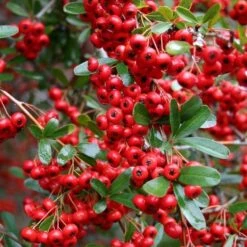 Pyracantha - Mixed Pack Of 10 For Hedging