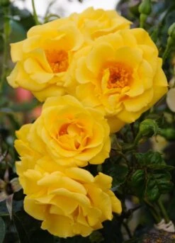 Climbing Rose Gardeners Glory