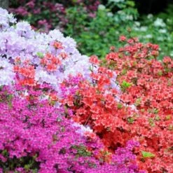 SPECIAL DEAL - Rainbow Azalea Japonica Collection - Evergreen Japanese Azaleas - Pack Of THREE Plants