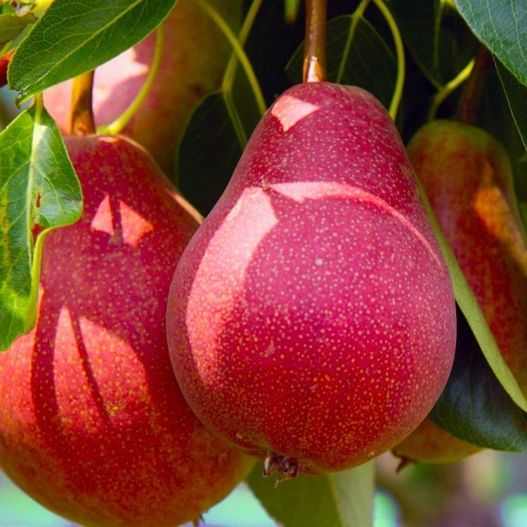 Premium Speciality Chefs Selection For The Fruit Connoisseur - Fruit Tree Collection - Pack Of SIX - Image 6