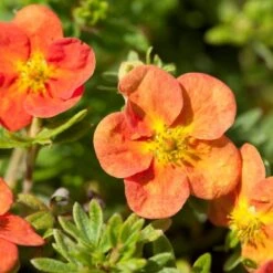 Potentilla Fruticosa. 'Red Ace'