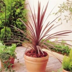 Patio Palm - Purple-Red Star Class Tower Cordylines - Ideal Centre Piece For Patio Planters