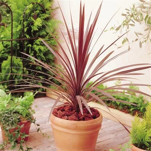 Patio Palm - Purple-Red Star Class Tower Cordylines - Circa 80cm - Ideal Centre Piece For Patio Planters - Image 2