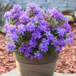 Rhododendron Purple Pillow