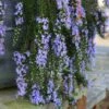 Rosmarinus Officinalis Prostratus - Trailing Rosemary
