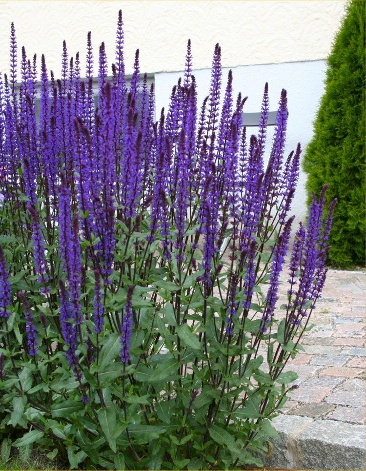 LARGE - Salvia Nemerosa Caradonna - Deep Blue Hardy Salvia - Image 2