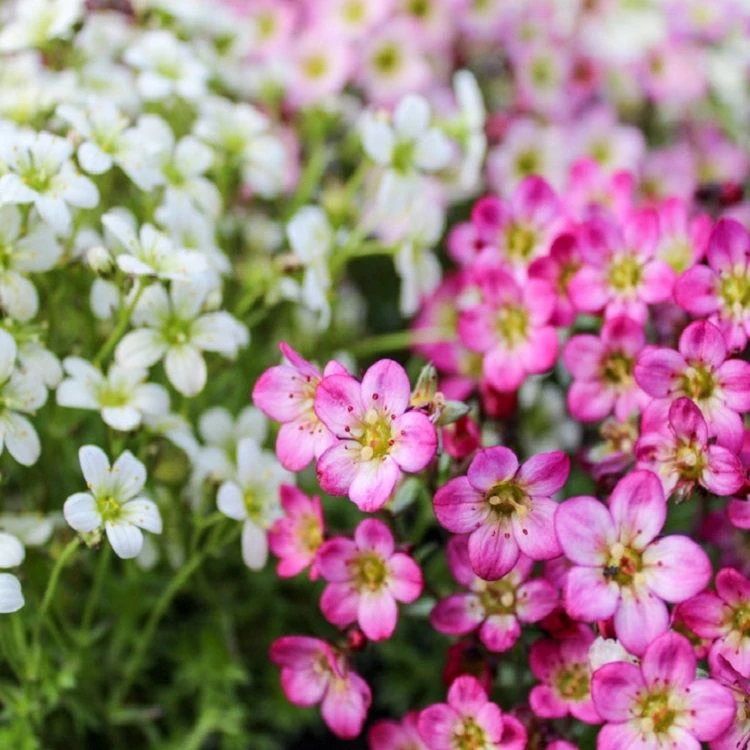Saxifraga Mossy - Pack Of SIX Cushion Saxifrage Plants - Image 2