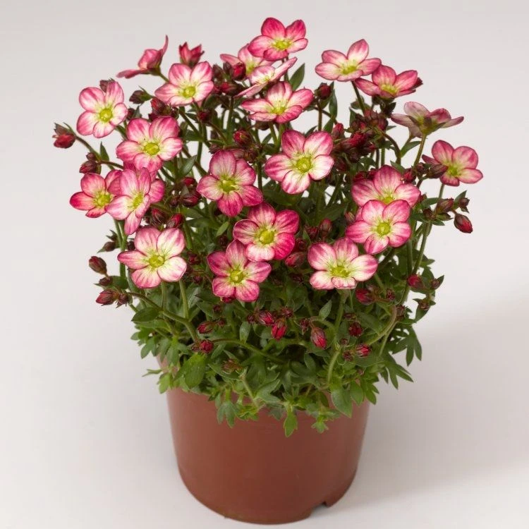 Saxifraga Mossy - Pack Of SIX Cushion Saxifrage Plants - Image 10