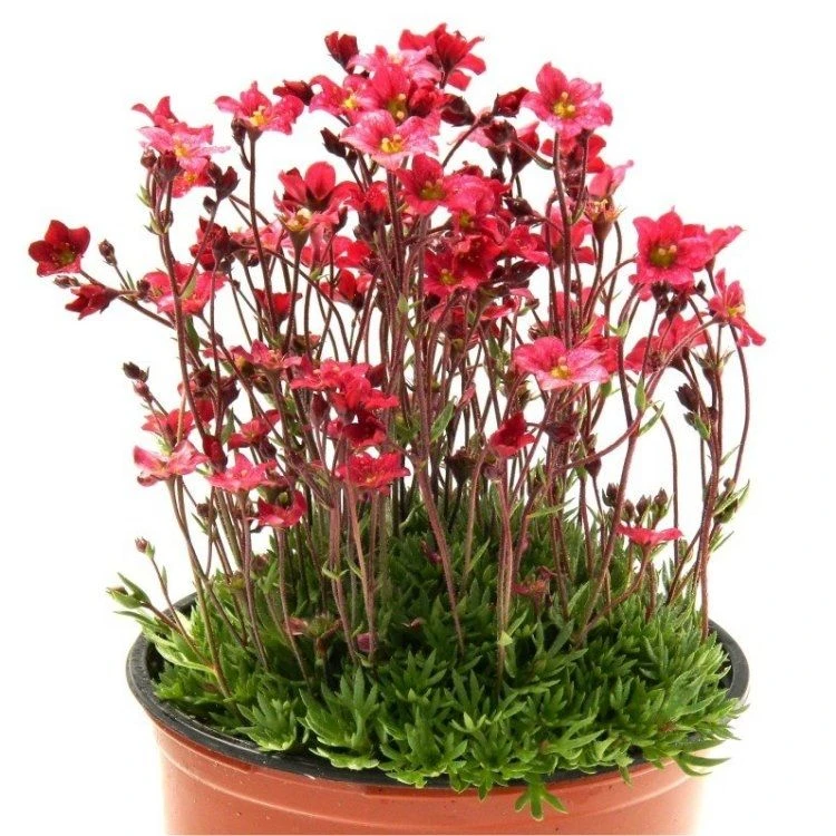 Saxifraga Mossy - Pack Of SIX Cushion Saxifrage Plants - Image 11