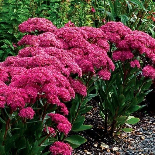 Sedum Mr Goodbud - Image 4