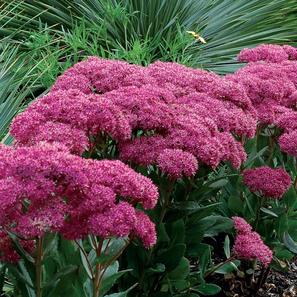 Sedum Mr Goodbud - Image 2