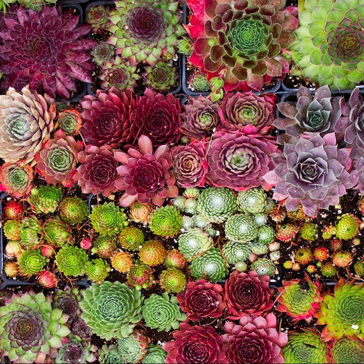 Sempervivum Houseleeks - Pack Of TEN Evergreen Hardy Succulent Plants