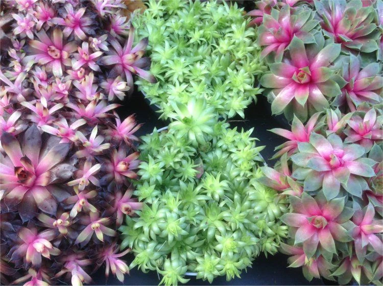 Sempervivum Houseleeks - Pack Of SIX Evergreen Hardy Succulent Plants - Image 5