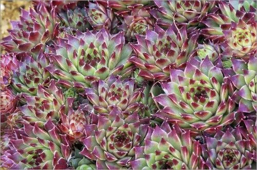 Sempervivum Houseleeks - Pack Of SIX Evergreen Hardy Succulent Plants - Image 2
