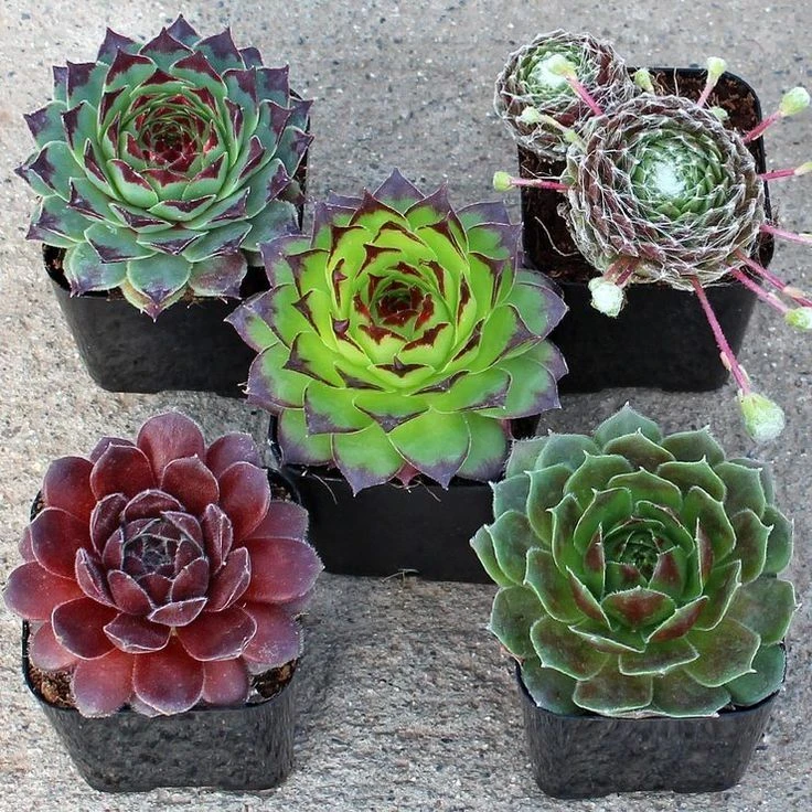 Sempervivum Houseleeks - Pack Of TEN Evergreen Hardy Succulent Plants - Image 8